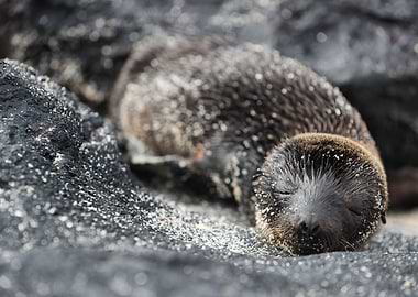 Baby sea lion galapagos
