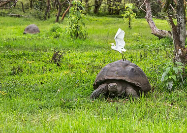 Tortoise galapagos