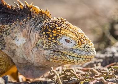 yellow iguana eating