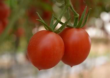 Tomatoes
