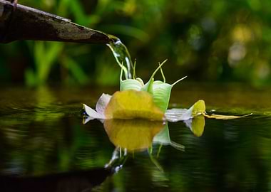 Water Flower