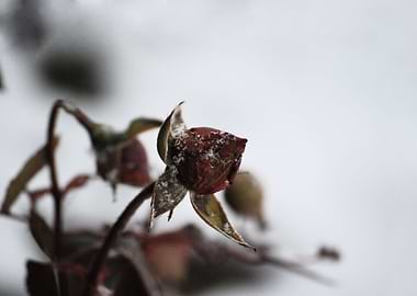 Winter Rose
