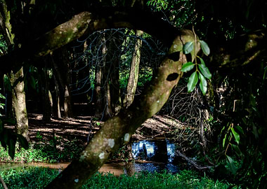 Rural scenary florest