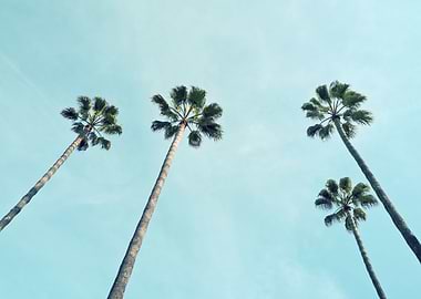 Towering Palms