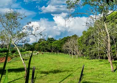 Rural landscape green