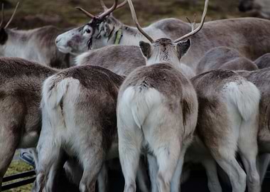 Reindeers