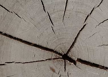 Growth rings tree