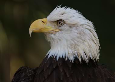 American Bald Eagle