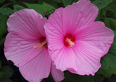 Beautiful flower duo