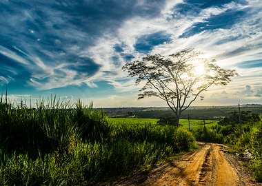 Another day in the fields