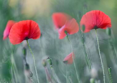 Red poppies field