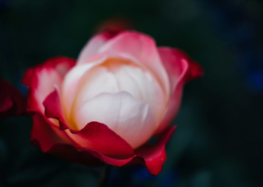 Sensitive about roses