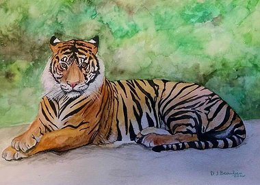 Tiger