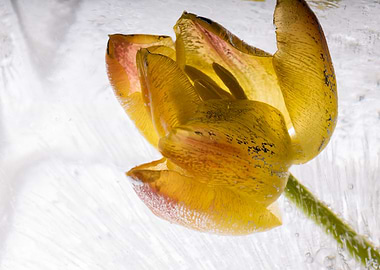 RedYellow Tulip in ice 1