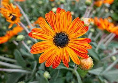 orange gerbera daisy