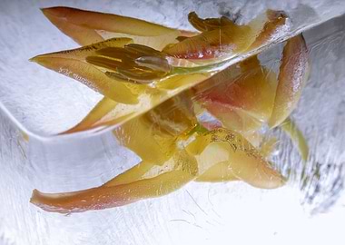 Red Yellow tulip in ice 2