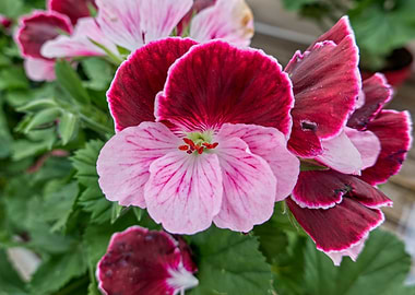 geranium in bloom