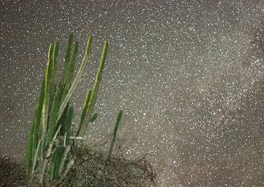 Starts Tatacoa Desert