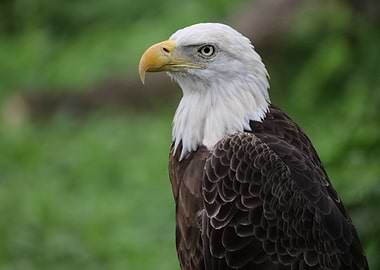 American Bald Eagle