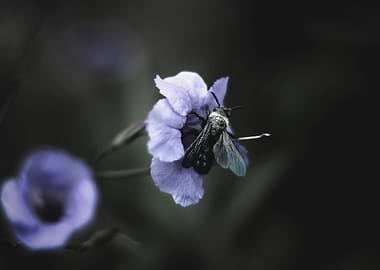 Justicia gendarussa L f