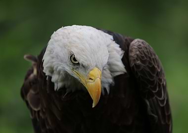American Bald Eagle