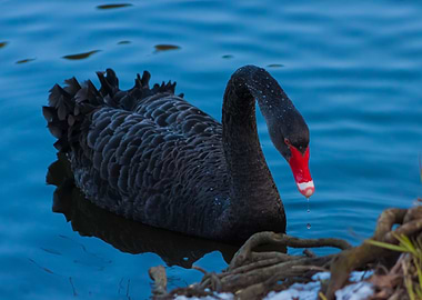 Black Swan