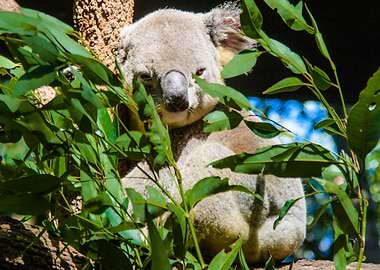 Koala In A Tree