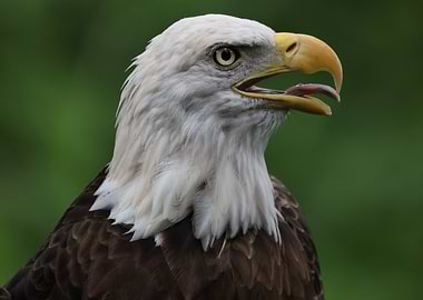 American Bald Eagle