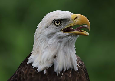 American Bald Eagle