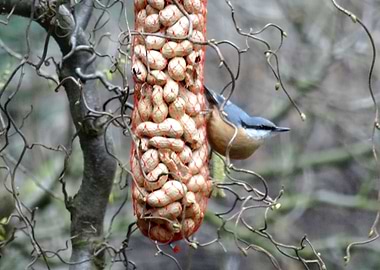 Nuthatch