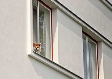 Dog In A Window
