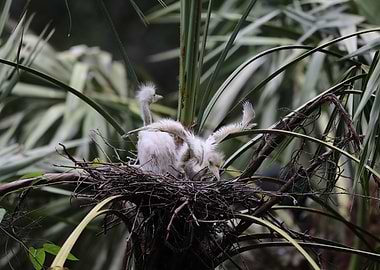 Egret nest