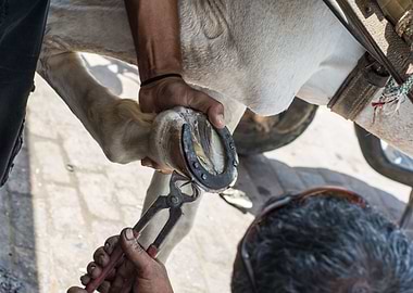 Wild Horseshoe Fittings