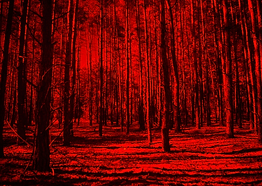 INFRARED FOREST 01