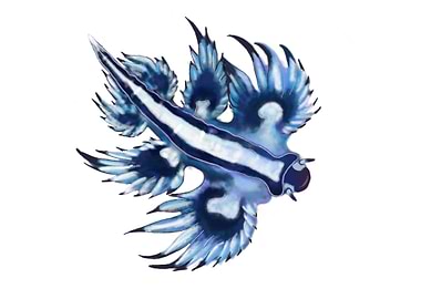 Glaucus atlanticus