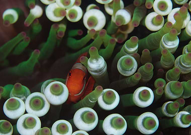 Maroon Anemonefish