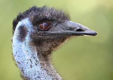 The Emu