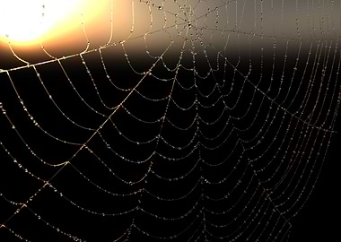 The web