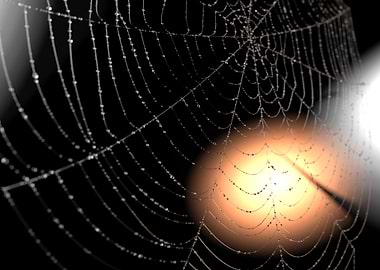 The web