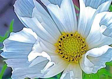 Cosmos Hummingbird white
