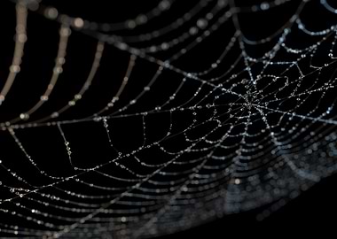 The web