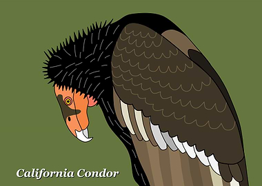 California Condor