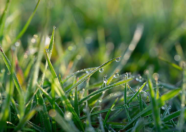 Morning dew