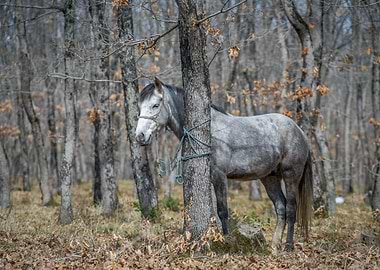 Horse in the forest