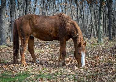 Brown horse in the forest