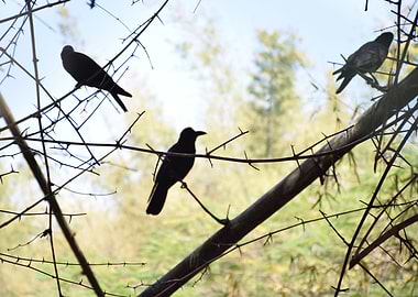 THREE BIRDS IN A TREE