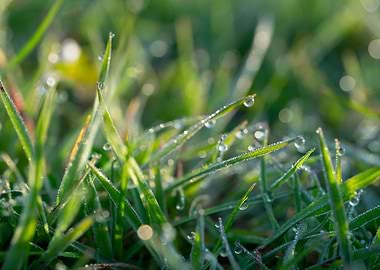 Dew Drops