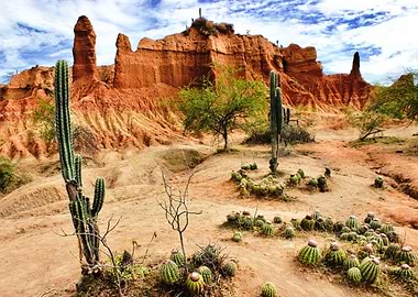 The Desert Vegetation