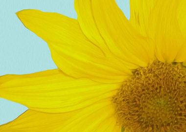 Sunflower Digital Art