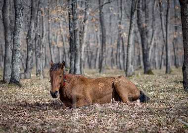 Horse in the forest